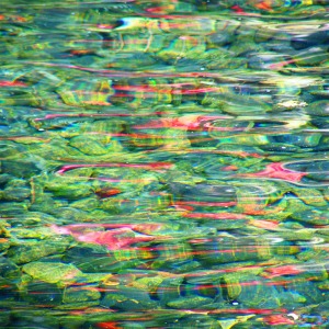 Hydro Lyric: Water & the Self in Contemporary Poetry