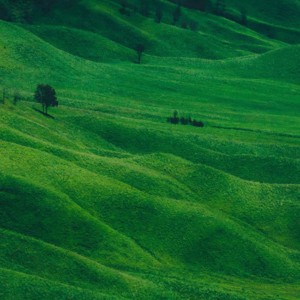 an image of green fields for Enquiries into the ecological – researching poetic responses to academic studies on the environmental.