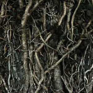 Fidelity & Betrayal: Linguistic Translation