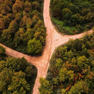 Hope is the Only Option: Four Ways into Nature Poetry 