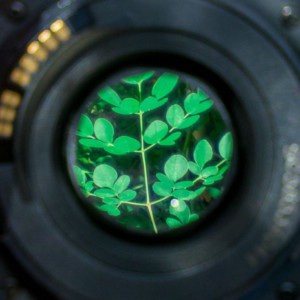 Using Poetry to Sharpen our Observation of the Natural World