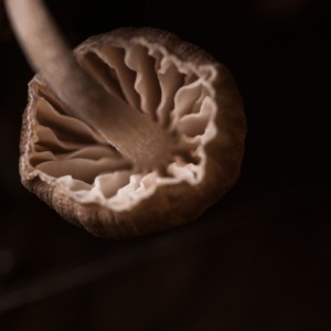 BECOMING: Transreading Interspecies Empathy & Innovative Poetics